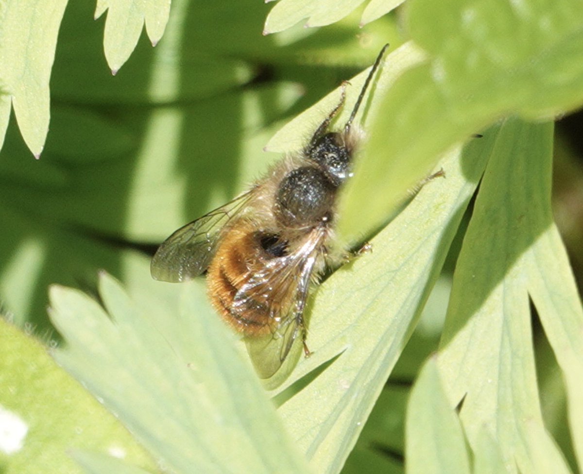 Lots of Red Mason bees in my garden at present, one doing a very good impression of a stripey Bee-fly from a distance.😀