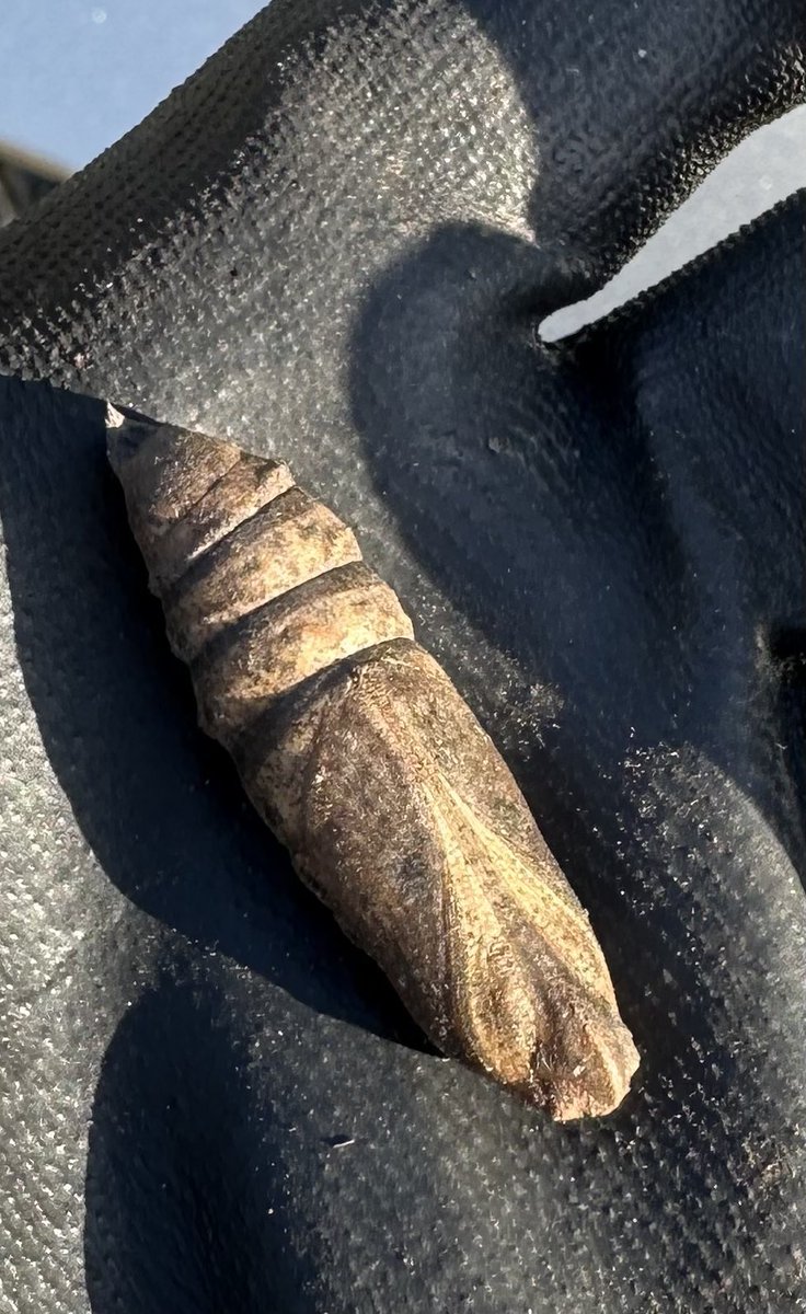 Found a large chrysalis whilst gardening this afternoon. Put it back where I found it. Any experts out there know what it belongs to? I’m guessing a large moth 🤷🏼‍♂️

#chrysalis #entomology