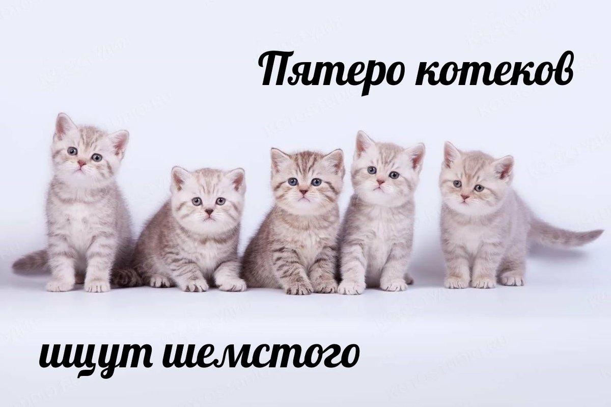 LLIAXTEP's tweet image. Мы тут на the Watch (мск, 9-11 мая) ищем одного легионера в сборник и даже в командном чате разработали так называемые "мемы" для привлечения внимания. На всякий случай тут ещё запощу.