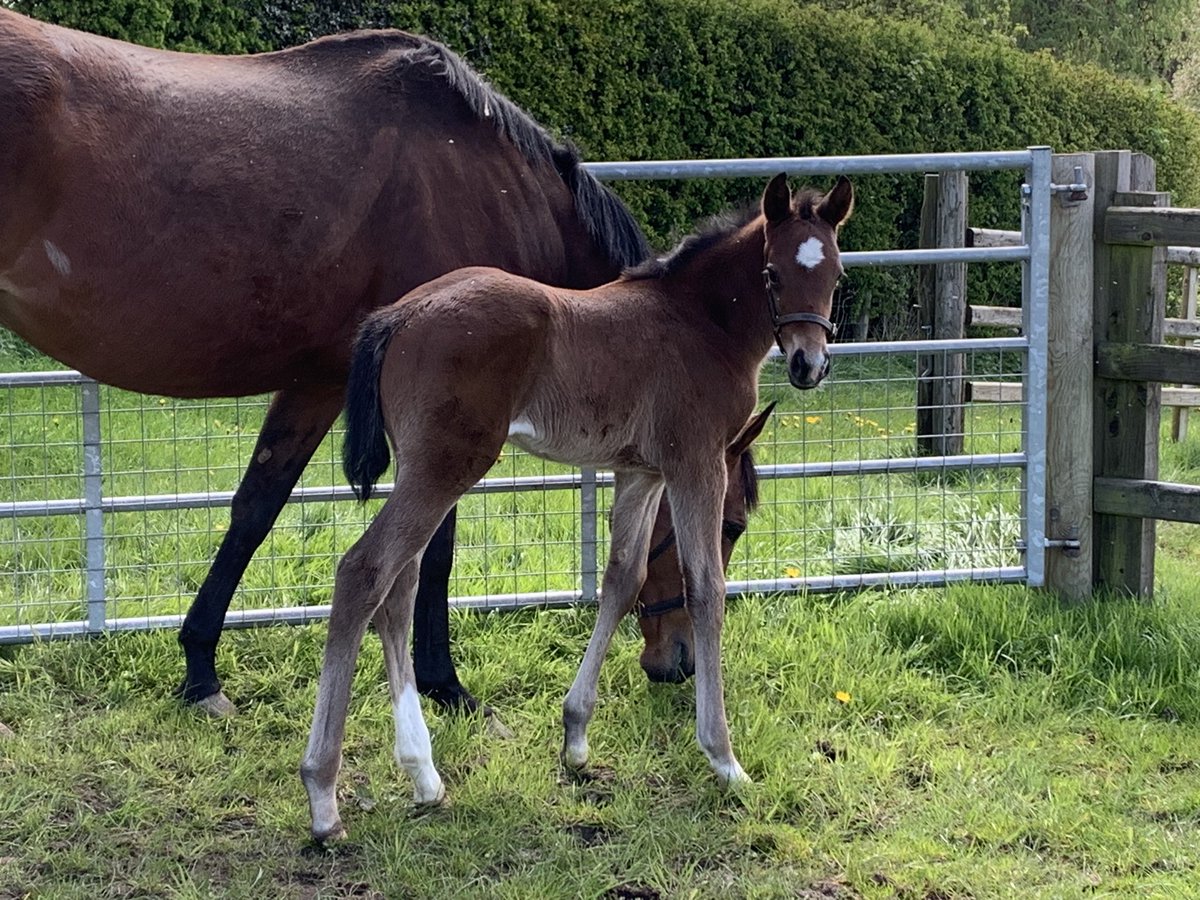 Gorgeous 9 day old filly foal by Jack Hobbs ex Shalltoo @dminty13 @millhousestud @OverburySires