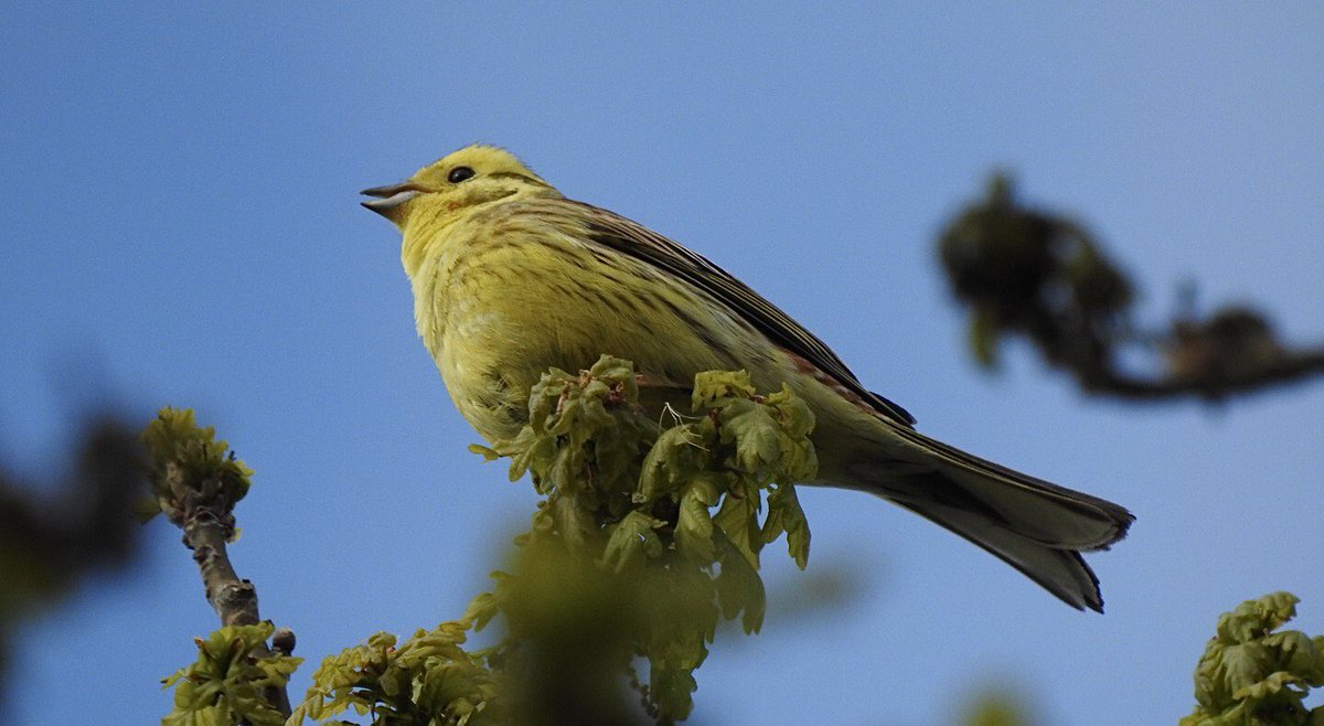 Liz (@lizknightej) on Twitter photo Nice to see a couple of yellowhammers near Bramfield this afternoon. <a href="/Hertsbirds/">Herts Bird News</a> <a href="/HMWTBadger/">Herts & Middlesex Wildlife Trust</a> <a href="/Natures_Voice/">RSPB</a> <a href="/RSPBEngland/">RSPB England</a> Nice to see a couple of yellowhammers near Bramfield this afternoon. <a href="/Hertsbirds/">Herts Bird News</a> <a href="/HMWTBadger/">Herts & Middlesex Wildlife Trust</a> <a href="/Natures_Voice/">RSPB</a> <a href="/RSPBEngland/">RSPB England</a>