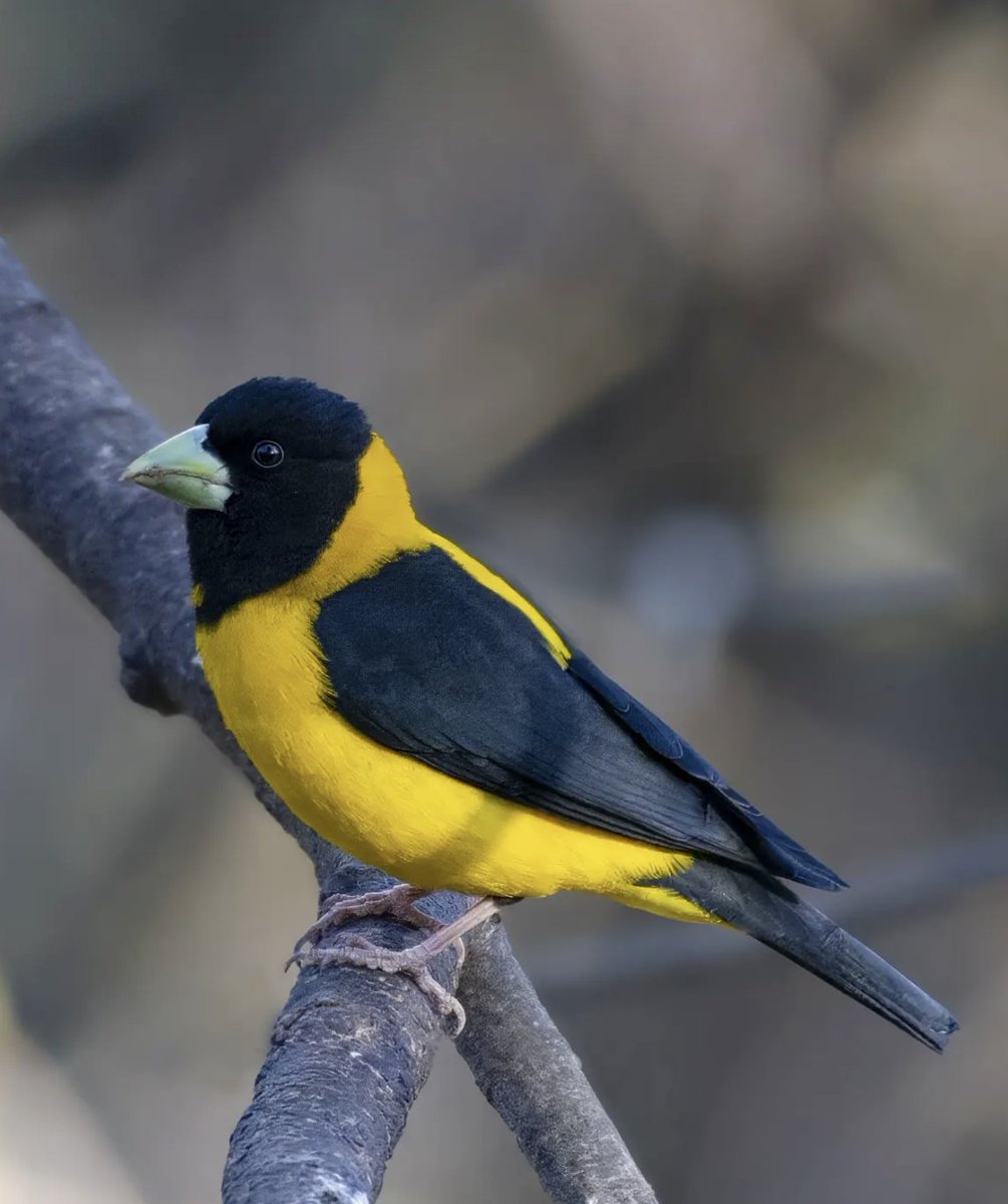 All things 💛 Black-and-Yellow Grosbeak  (Mycerobas icterioides) KPK #Pakistan #TwitterNatureCommunity #birdseenin2024 #BirdsPhotography #BirdTwitter #birdwatching #BBCWildlifePOTD #Thephotohour #nikon