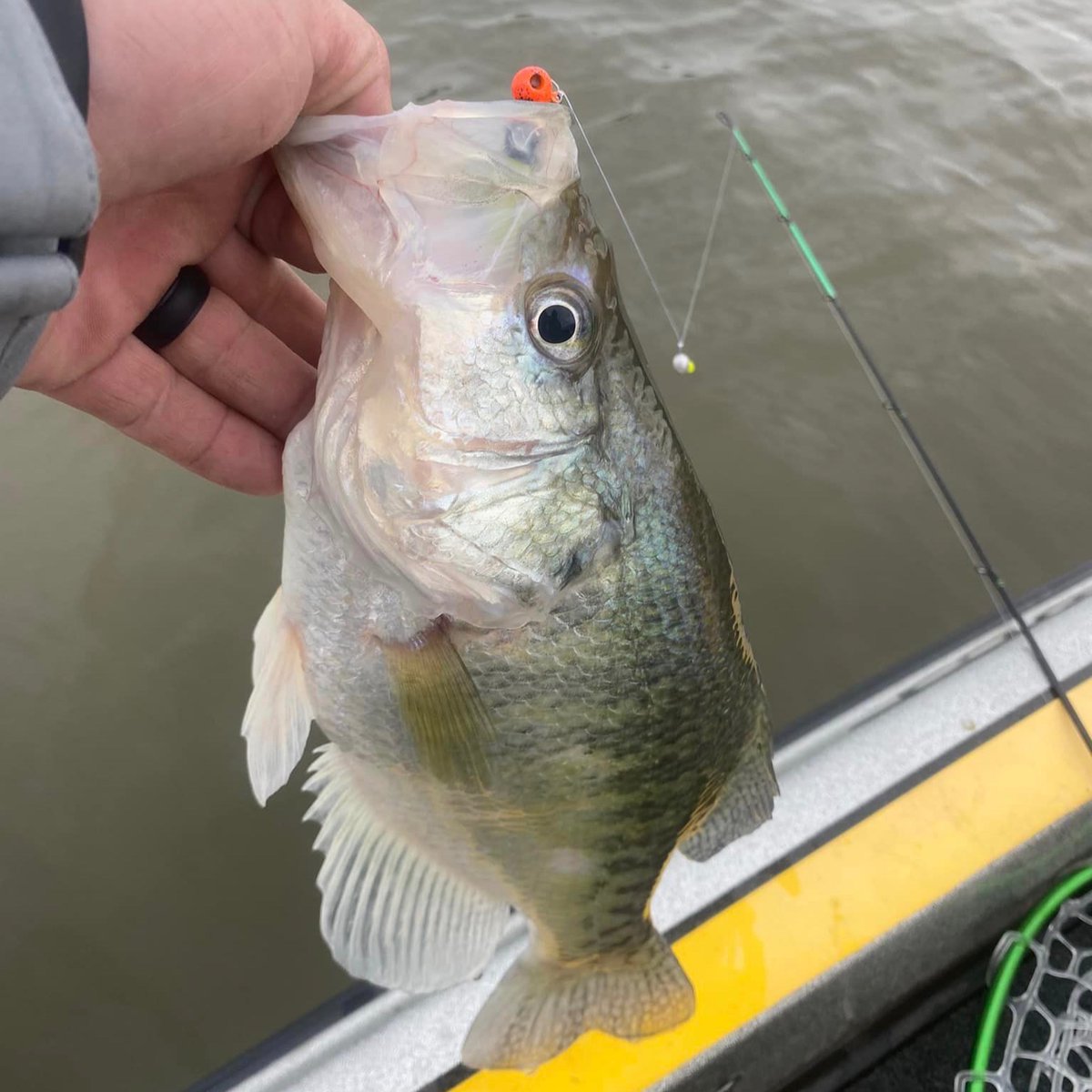 Morgan Neal utilizes the round head Eye Hole Jig on a double rig! A great way to imitate schooling baitfish while leaving a tasty trail of scent the fish can't resist. 
troutmagnet.com/eye-hole-round…

#EyeHoleJig #CrappieFishing #AnglingTechniques #FishingGear