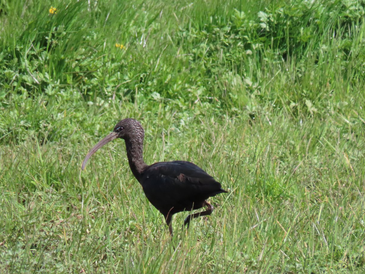 bevw131's tweet photo. Glossy ibis at Allerton Bywater this afternoon @peter_maugham @BirdGuides @WakeyBirders @FairburnBirders @nybirdnews #BirdsSeenIn2024 https://t.co/y2gWSS53xX
