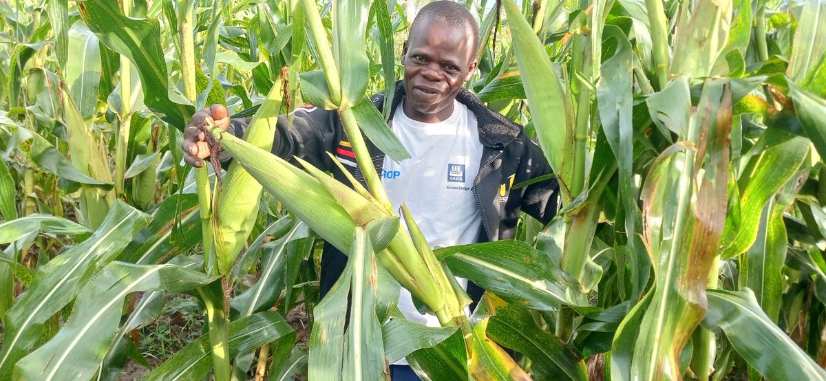 This farm is different, but was planted on the same day under Yara MiCROP nutrition program ,where by you can see the results is amazing 👏. 
@YaraKenya @rodgers_kirwa @MFarmguard @diangaronald @Billngeno @NamaleSam #MboleaNiYara