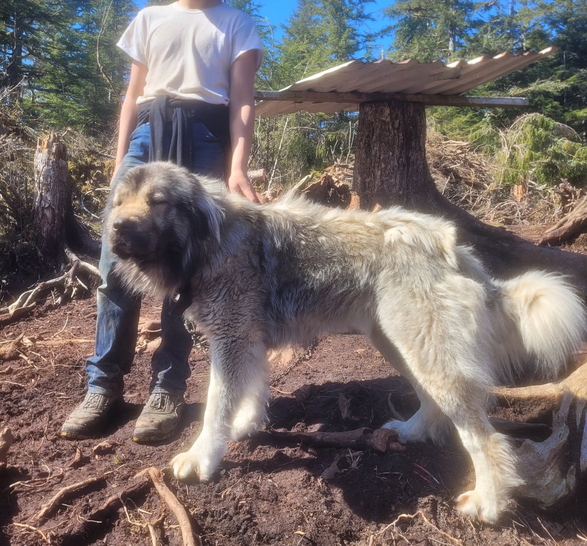 Livestock Guardian Pups! Sire is Caucasian Ovcharka, Dam is Central Asian Shepherd. Can ship anywhere in US, Alaska preferred. 5 males, 1 female available. DM with any questions. Dogs are outside year round guarding livestock, children, and home.