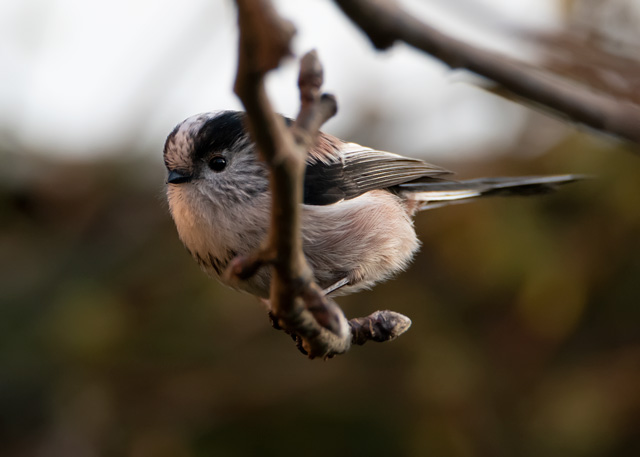 A #longtailed #tit can be found in #woodlands, #gardens and #parks around #Europe. This #little #bird was searching for #food with its many friends. #birdphotography #birdwatching #wildlifephotography #gardenphotography. See more at darrensmith.org.uk