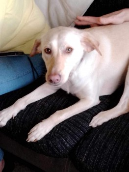 NELLIE HOME SAFE. THANKS FOR RT's 😊🐕🐾

🆘18 APR 2024 #Lost NELLIE #ScanMe #RESCUE
PLEASE DO NOT APPROACH OR CALL 
Blonde Labrador Cross Female VERY NERVOUS. 
Shaw Road #Newbury #Berkshire #RG14 doglost.co.uk/dog-blog.php?d…