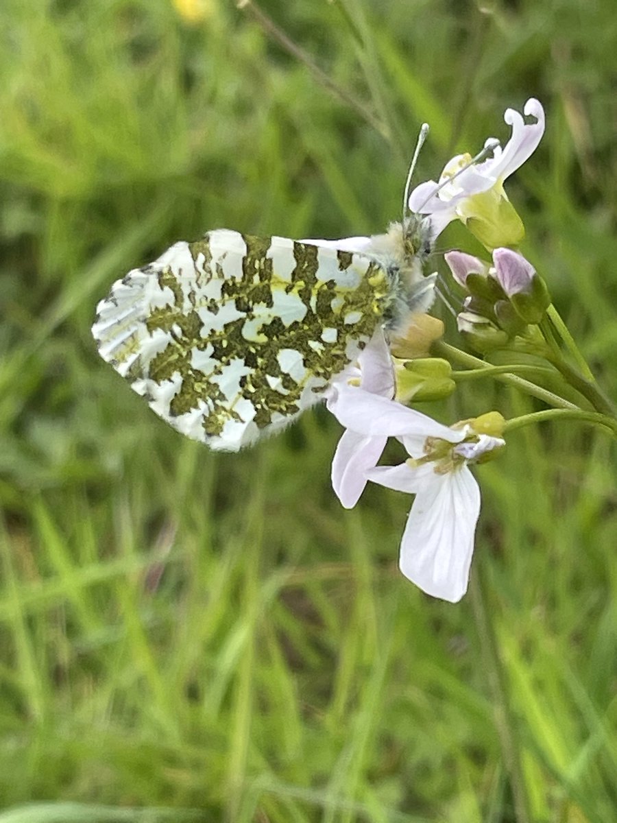 I found a patch of Cuckooflower today and within a few moments a female Orange Tip appeared and began laying eggs! Fantastic to see! I just wish I could persuade our PC not to mow our local wet meadow! @savebutterflies @ukbutterflies @LGSpace @HantsIWWildlife @Naturalcalendar