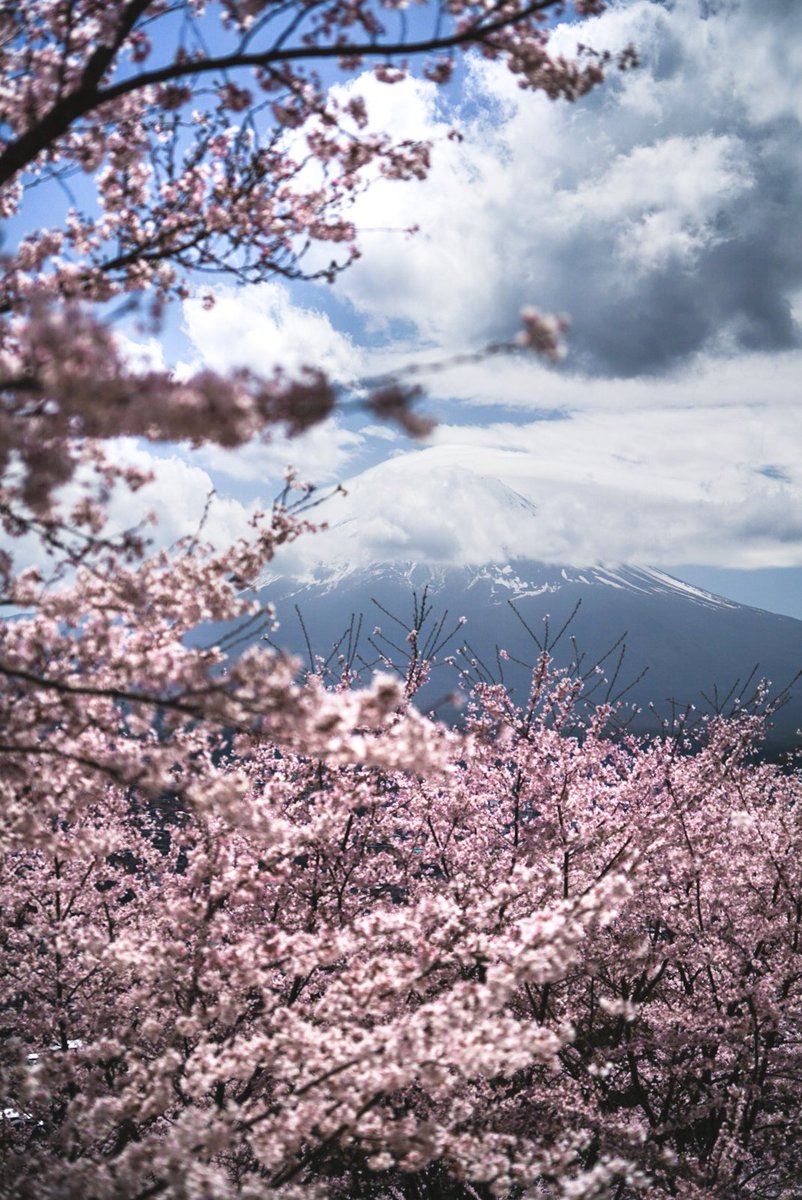 n1tefall's tweet photo. This day, I really felt I was dreaming. I thought I had missed most of the sakura.. yet.. 🌸

📍 Arakurayama Sengen Park, Fujiyoshida. 📷 https://t.co/OkcvBm5wYN