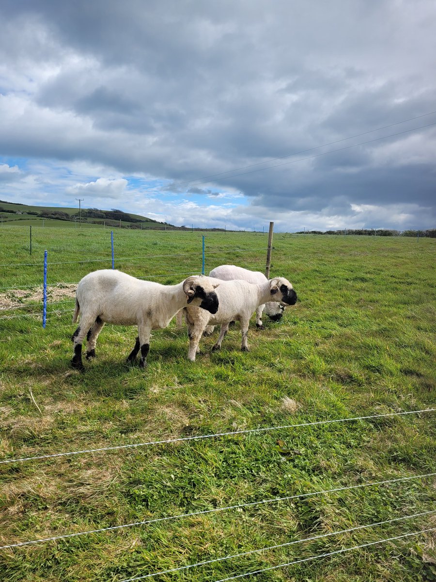 Thanks for the the encouragement,  smallholding tweeters! These beauties arrived yesterday...