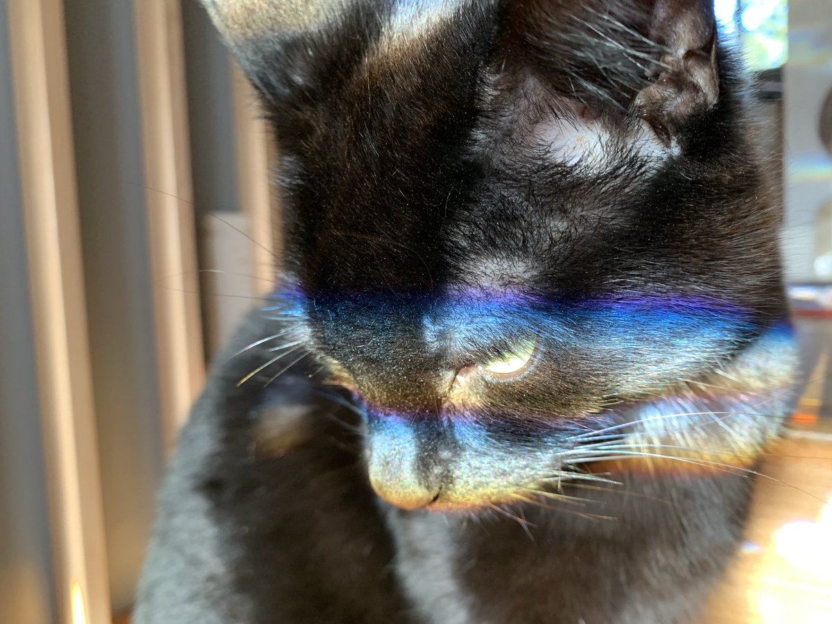 Thinking of rainbows. #caturday