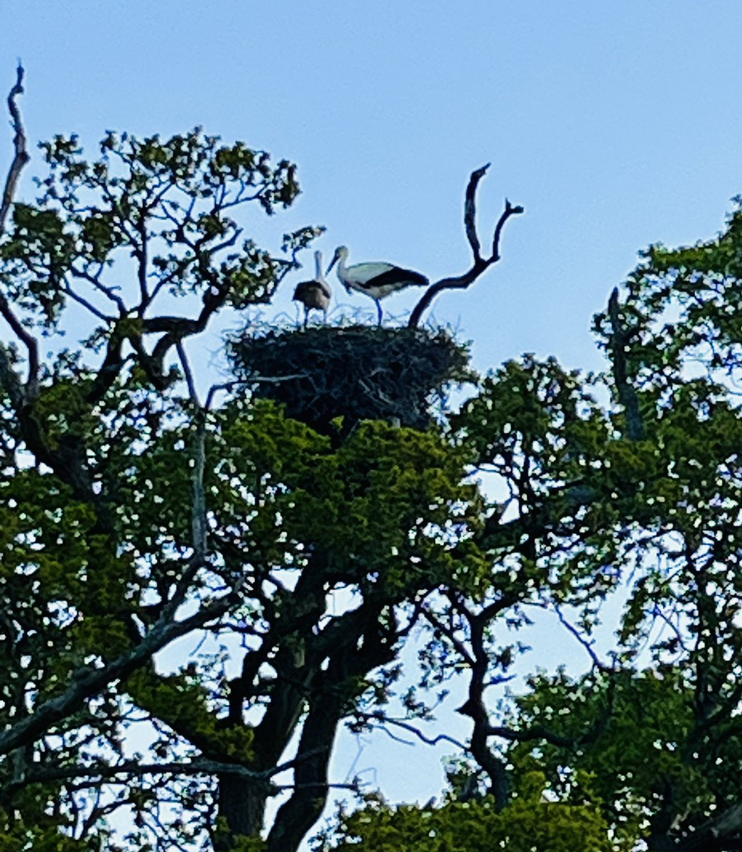 Knepp wilding visit is an eye opener about the past and future. Superb guides Tom and Adam. Today sunshine, nightingales, stork and the importance of blackthorn - ‘the thorn is mother to the oak’ @KneppWilding