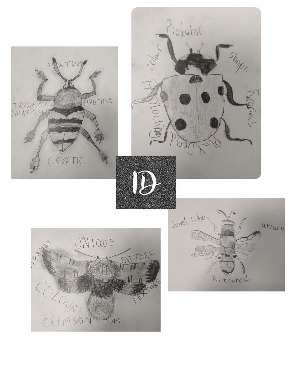 A few of the finished insect studies and accompanying list poems from 1D 🤩 well done!

@stninianshigh
#celebrateachievement
#youngartists