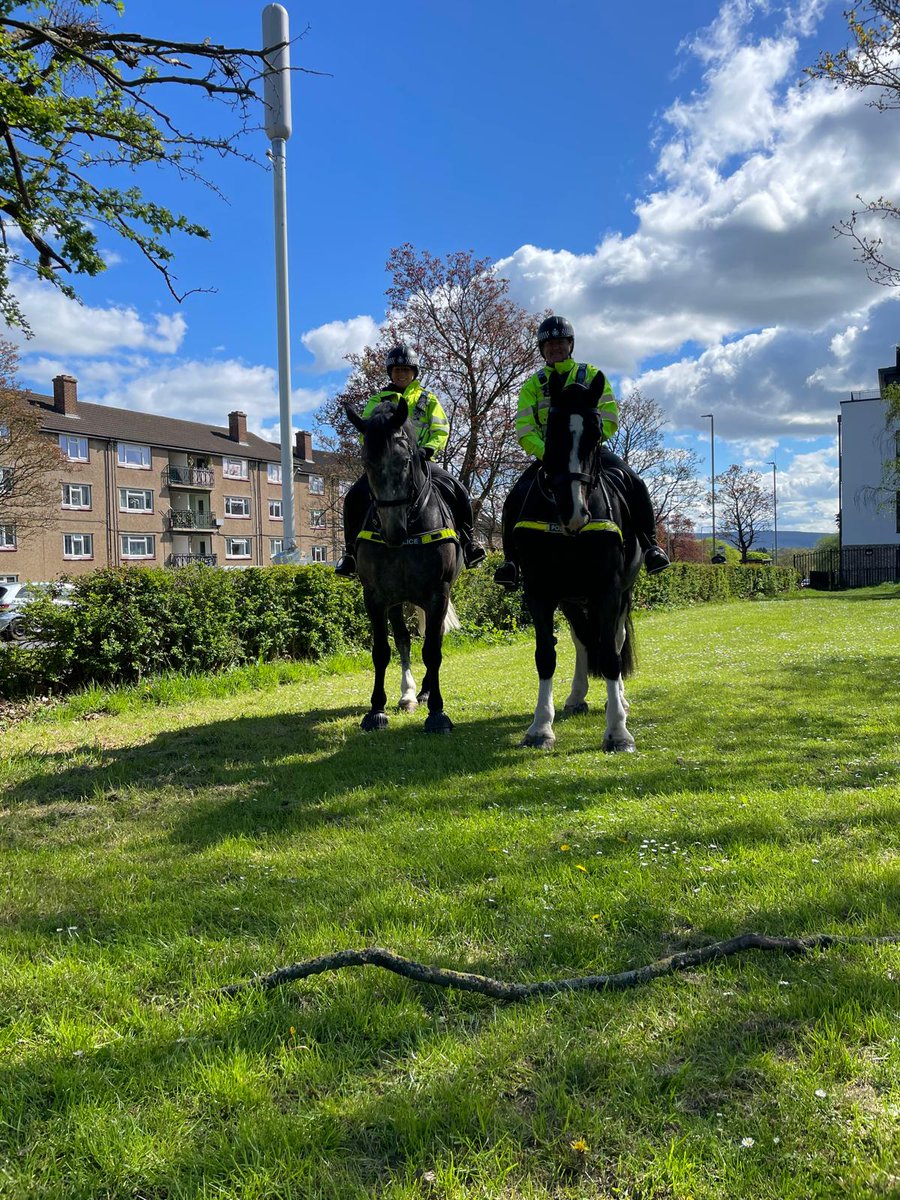 Yesterday TPH Bruce went out on patrol in Cheltenham with his buddy Teddington. Bruce did us proud, helping his rider detain a male for a search and remaining very professional throughout 😊 #Proud #PoliceHorseInTraining @CheltPolice