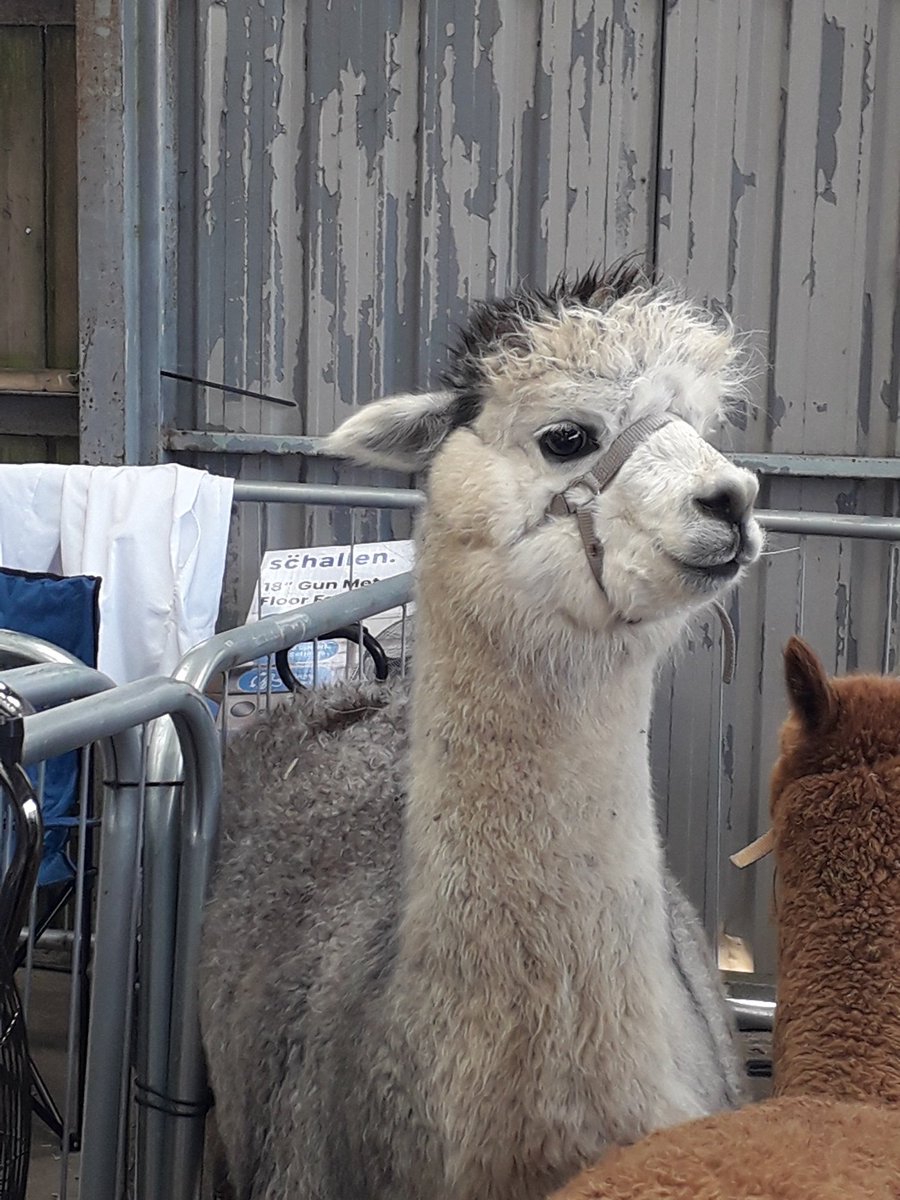 BeverleyMiller5's tweet image. Saw lots of these beauties today #SpringLive #Ardingly