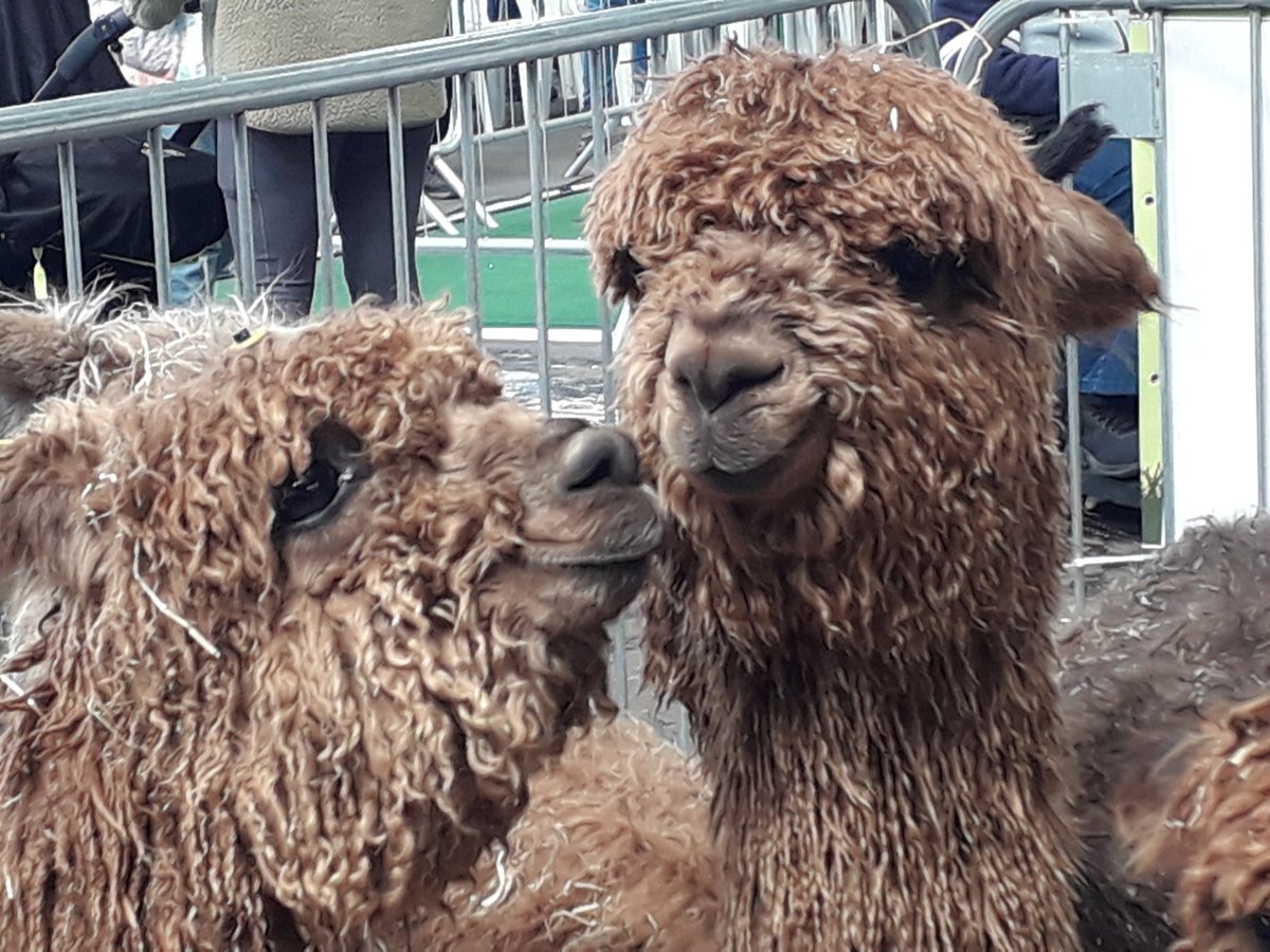 BeverleyMiller5's tweet image. Saw lots of these beauties today #SpringLive #Ardingly