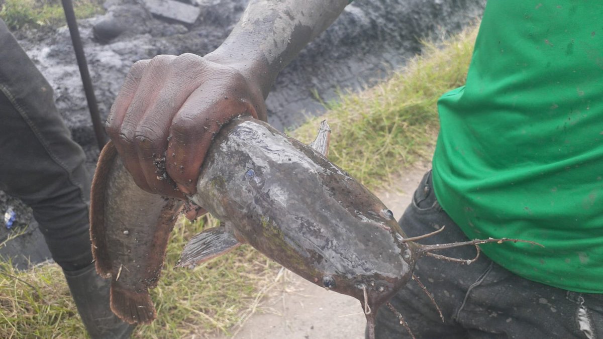WEshiwani's tweet photo. #fixquarrykataniroad 
Am gladly taking your orders….. Toads are also available at almost zero price ⁦@KURAroads⁩ ⁦@Wavinya_Ndeti⁩ ⁦@kipmurkomen⁩ ⁦@StateHouseKenya⁩ ⁦@UNEP⁩ ⁦@ntvkenya⁩ ⁦@citizentvkenya⁩ ⁦@KTNNewsKE⁩ https://t.co/WRhI5uaDhn