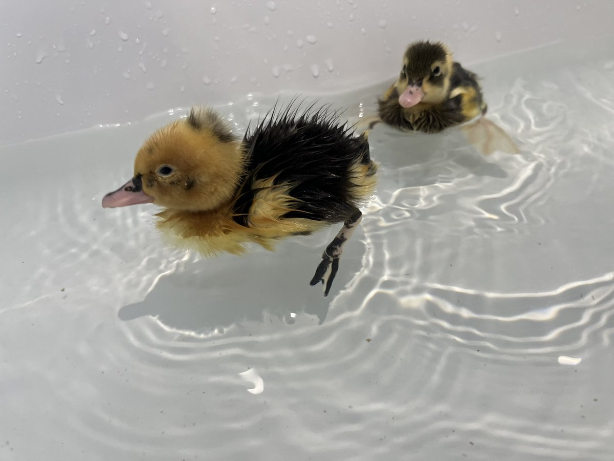HavannahOffice's tweet photo. Great swimming lesson for Dora, Ash and Dotty this afternoon. They’ll be moving onto dives before we know it 🏊 🦆 💧 https://t.co/90Mw3jznIp