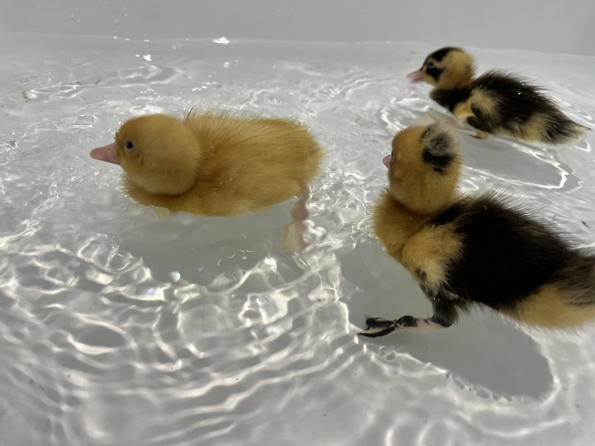 HavannahOffice's tweet photo. Great swimming lesson for Dora, Ash and Dotty this afternoon. They’ll be moving onto dives before we know it 🏊 🦆 💧 https://t.co/90Mw3jznIp