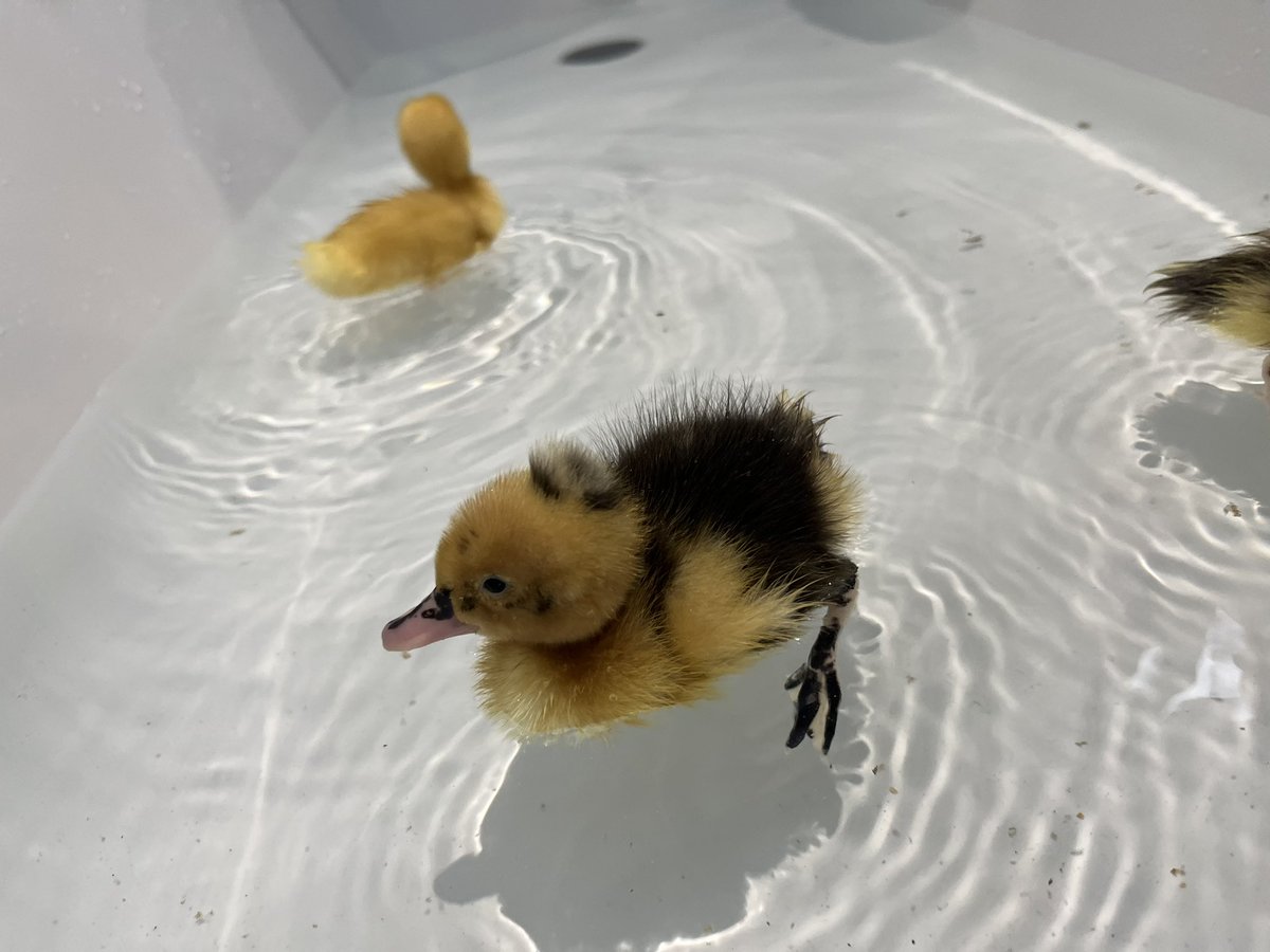 HavannahOffice's tweet photo. Great swimming lesson for Dora, Ash and Dotty this afternoon. They’ll be moving onto dives before we know it 🏊 🦆 💧 https://t.co/90Mw3jznIp