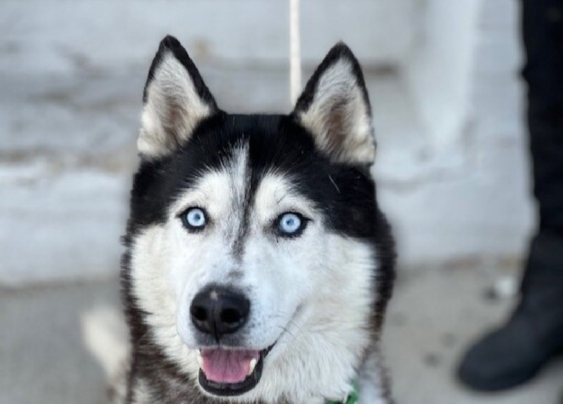 HOURS LEFT, DELISTED in preparation TBK in NYCACC: Pluto 197260 arrived because of his owner's health problems and spent just 7 days in the pound before he was placed on the list. An intelligent 5 year old who's scared, stressed and grieving the life he once had. Unfairly, he's