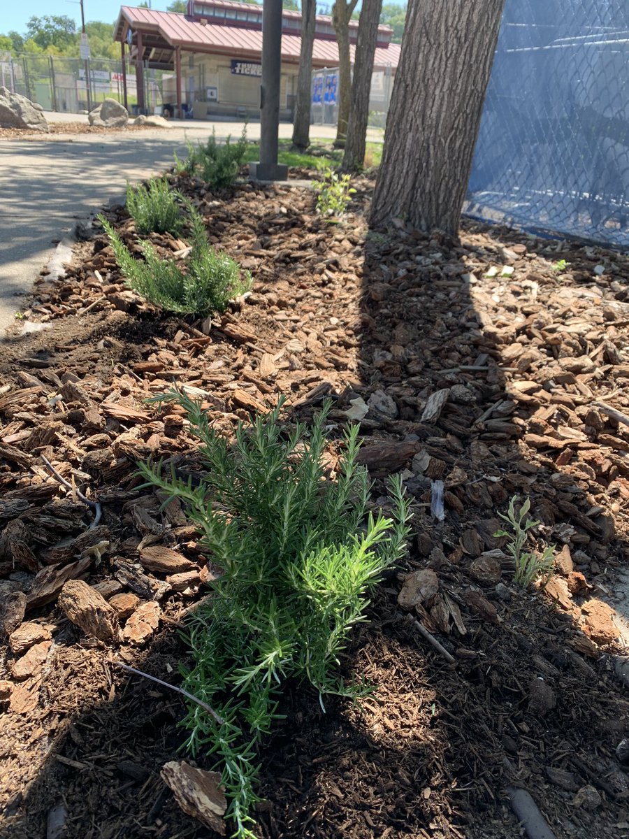 Rocklin High tweet media