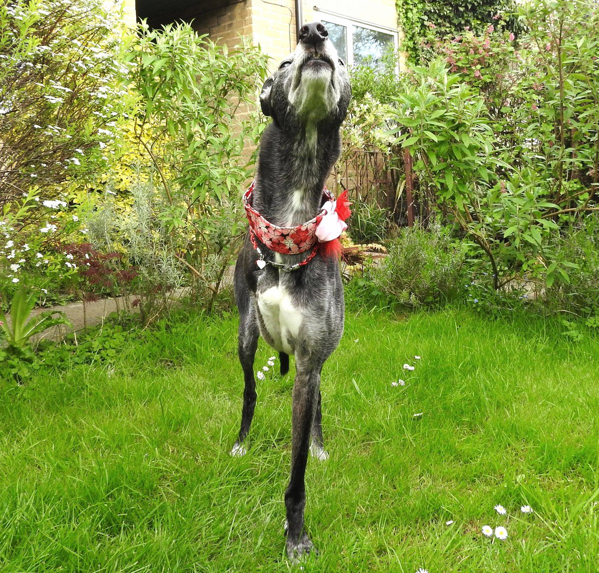 🌿🌸🐾Sniffin' the spring air.🐾🌸🌿 
#GreyhoundsMakeGreatPets #GreyhoundsMakeGreytPets