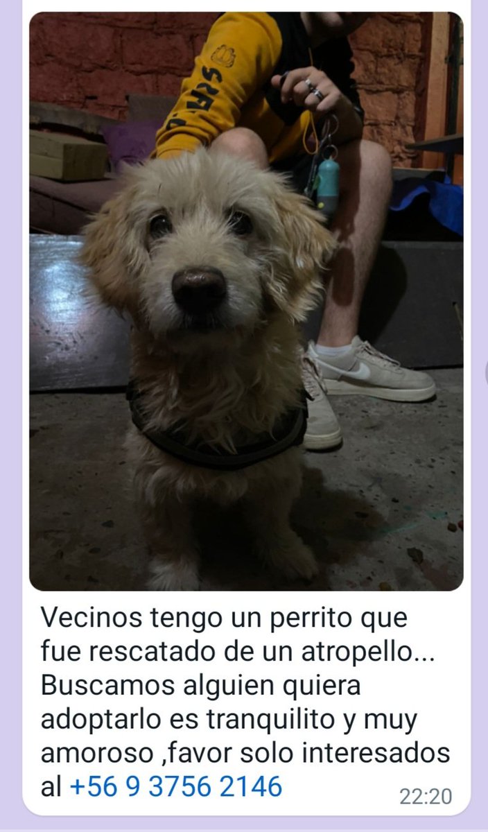 En adopción perrito lindo rescatado de un atropello.