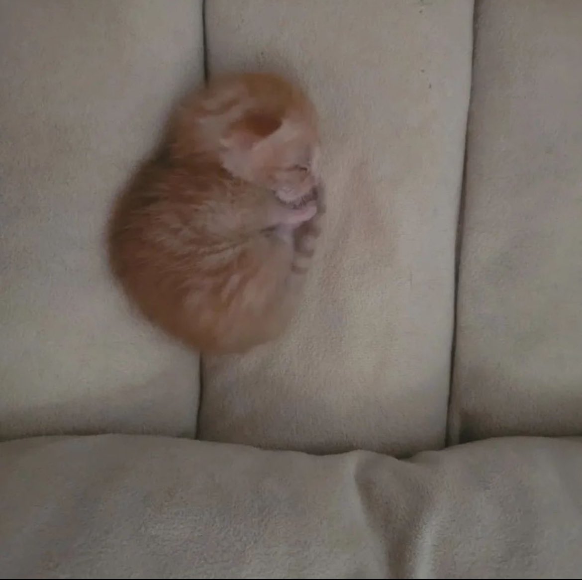 PunchingCat's tweet photo. nap time https://t.co/qYSeWhu7q9