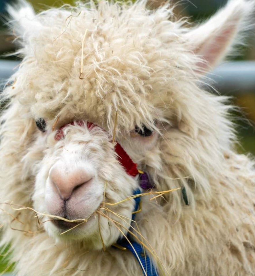 Ahhhh at last we did our tea, cake and most importantly meet the Alpacas! Absolutely brilliant couple of hours seeing, stroking, chatting and eating (cake not Alpacas). Could not have been better and the cakes were awsome and everything Alpaca to the napkins, teapot and cake