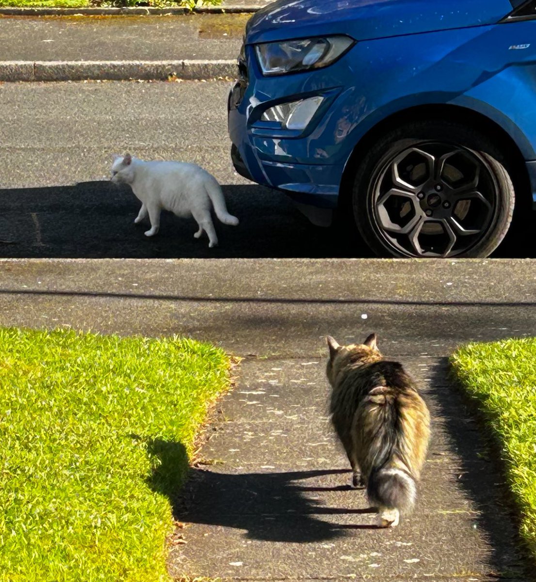 I’ve been outside in the garden with my new cat friend Barry White today! He’s just moved in next door. Mum caught me chasing him 😹