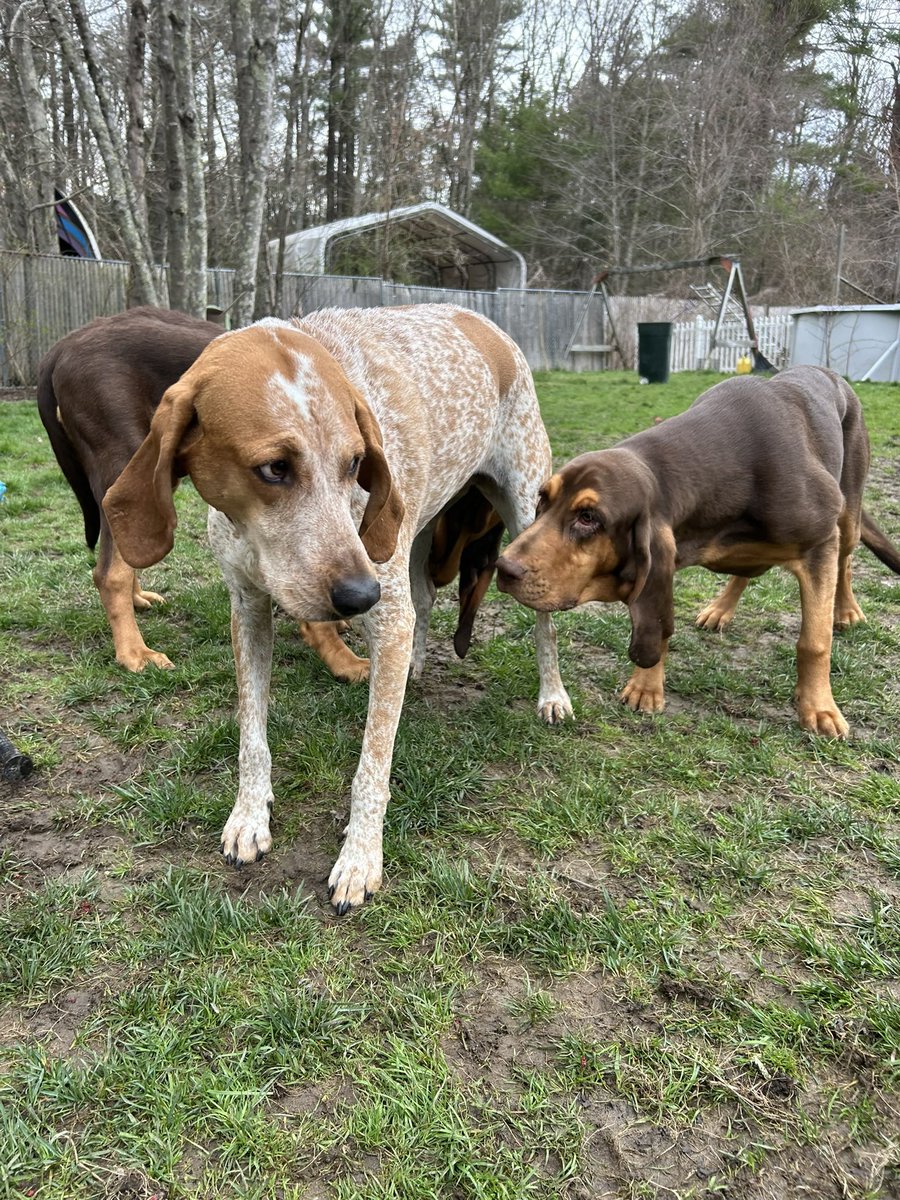<a href="/Chowin76/">BrownsMyLife aka Mr Yoda</a> Haven’t seen dippy in a week , almost home. Coonhound sniffed out by bloodhounds . Not amused