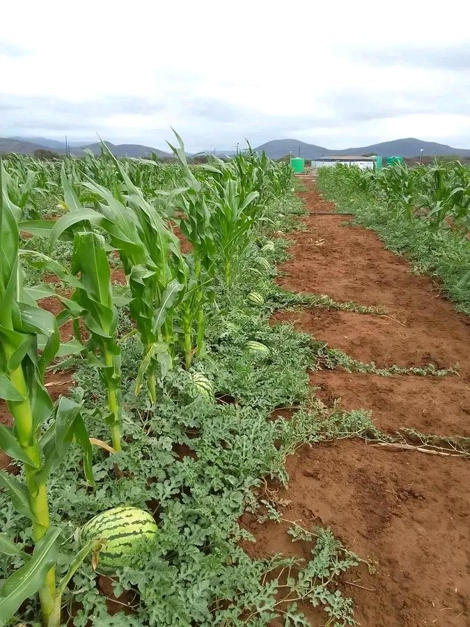 Did you know that you can Intercrop maize & watermelon and double your farm profits???
#Remember that intercropping helps a farmer to escape a total loss. The yield from one crop can compensate for the loss of another crop.

Comment, Like & Repost.
#LetsFarmTogether