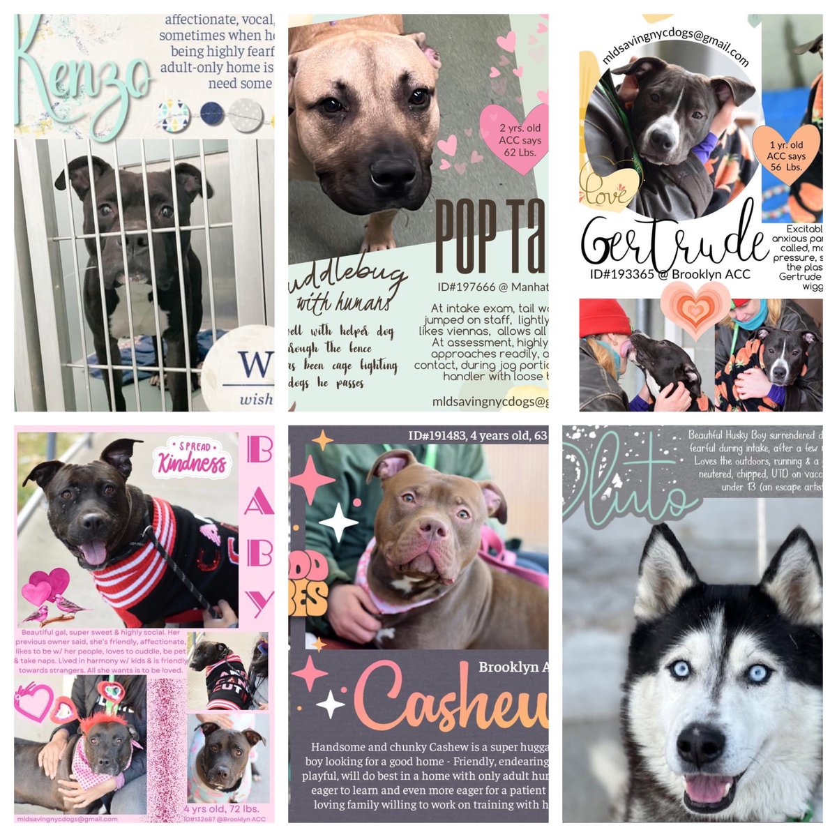 Kenzo, Pop Tart, Gertrude, Baby, Cashew and Pluto are DELISTED and are lined up to be <a href="/NYCACC/">Animal Care Centers of NYC</a>'s next victims. Please repost/share and pledge if you're able, let's get them seen and saved before their lives are taken. For assistance please email keitholbermanndogs@gmail.com or DM