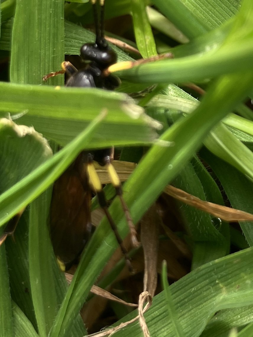 A #wasp but not as you know them. Saw a flash of black and yellow floating past and thought it was an early spotted longhorn beetle but it turned out to be something else! So encouraging when you get variety in your own back yard. @SomersetWT