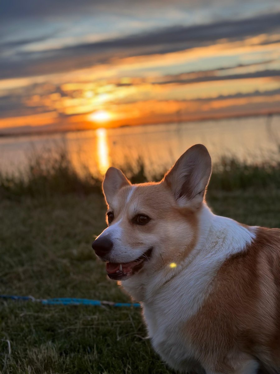 Sunset in Albarella
.
.
.
.
#cheddarthecorgi #cheddar #cheddarthedog #welshcorgipembroke #corgi