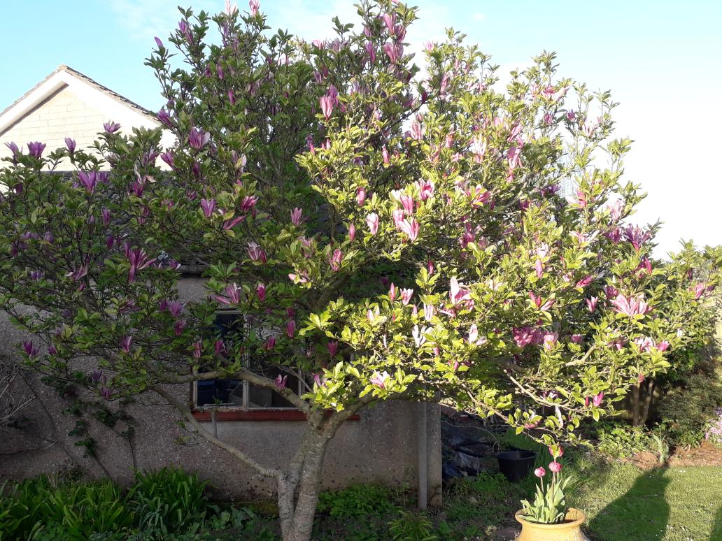 My magnolia Susan is still looking glorious as it comes into leaf. 💕