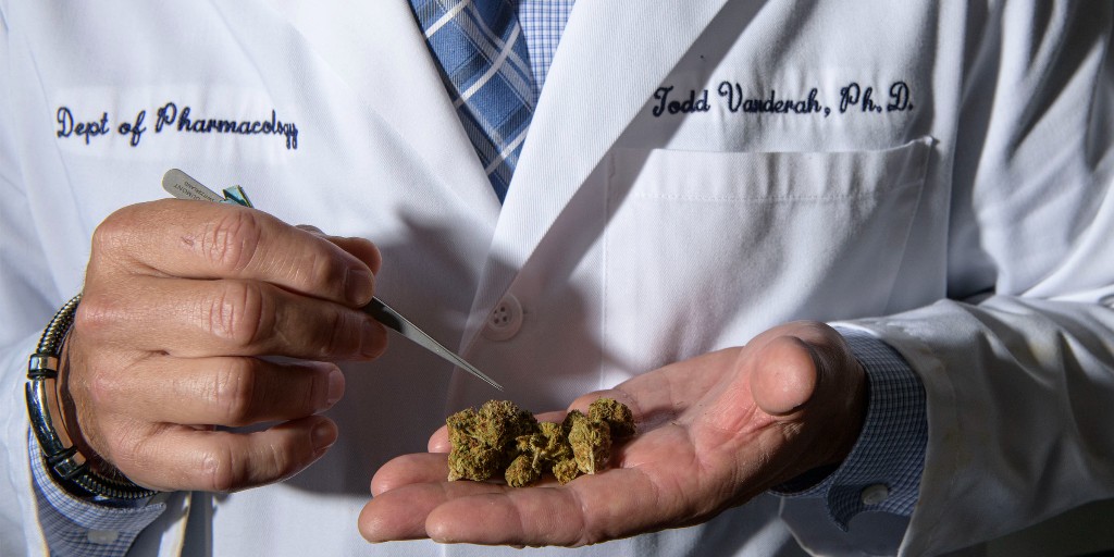 Members of the #UAZHealth Comprehensive Center for Pain & Addiction are optimistic about the potential of cannabis as a viable non-opioid alternative to treat chronic pain. More: bit.ly/3lzApOn @UAZCCPA #CannabisAwarenessMonth