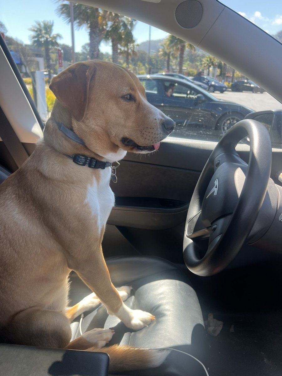 Dog-driving car