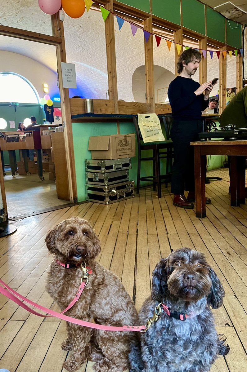 Maisy and Juno, unofficially @Monorail_Music 2 mascot dugs for Record Store Day in @Monoglasgow ✊🏼✊🏼🐶🐶
