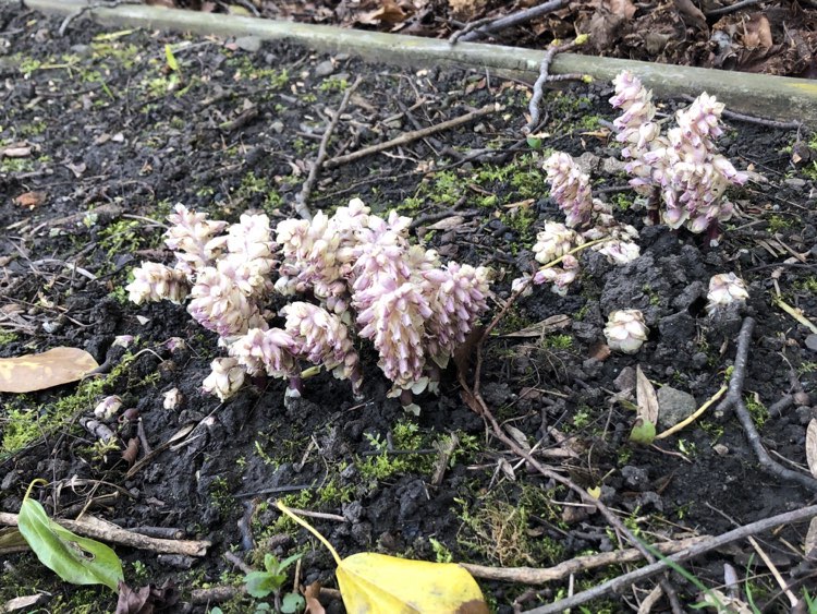 Been looking out for Toothwort for years Heres the second lot we've found this year Went to take a photo of @Woolie_woo pointing to another Mistle Thrush nest & spotted it by the boundary fence (Stannup Park beside the Ford) @WallsendWild26 @dunnock67 @Peter67369889