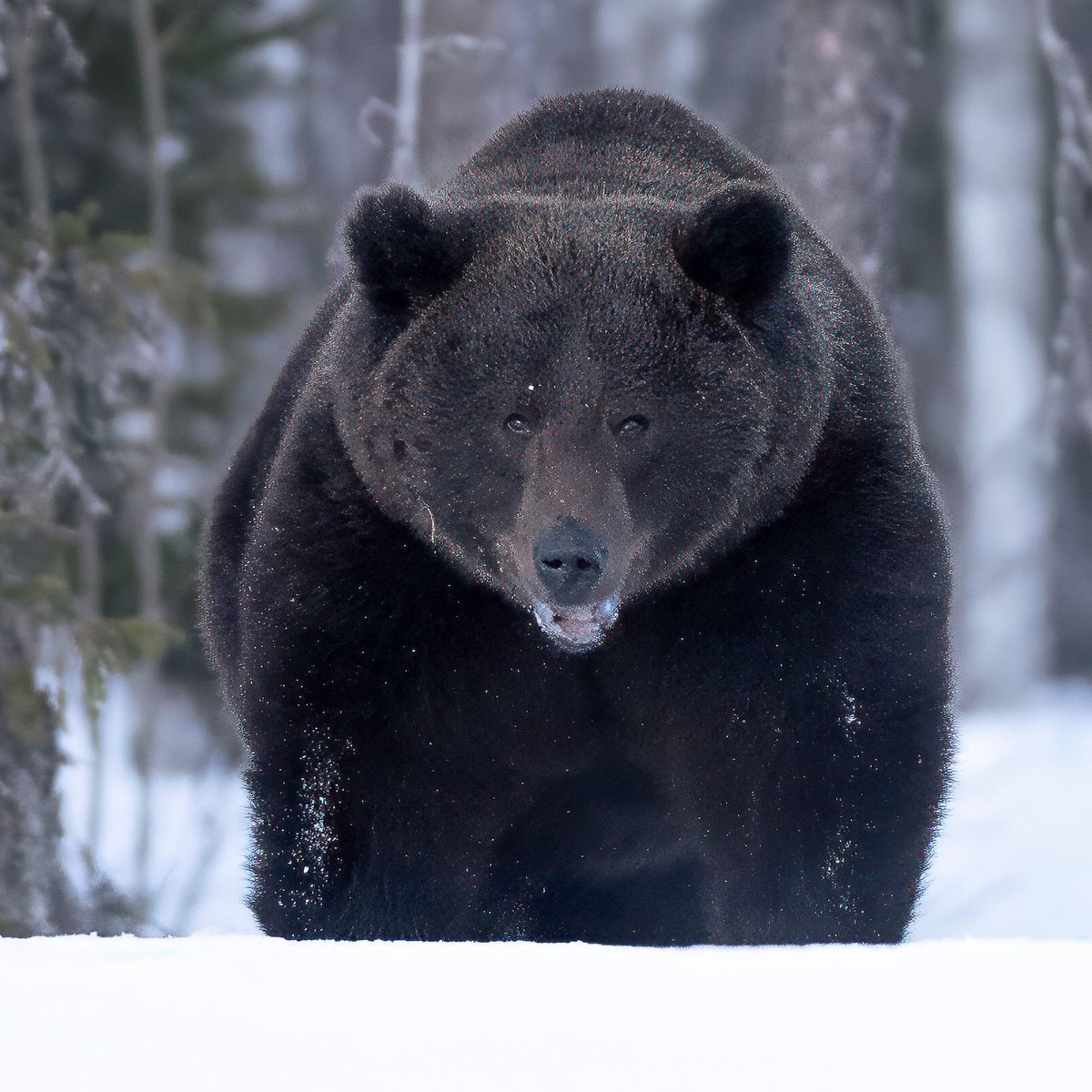 Iso väriltään musta karhu herännyt myös talviunilta. #big #bear #april24 #finnland