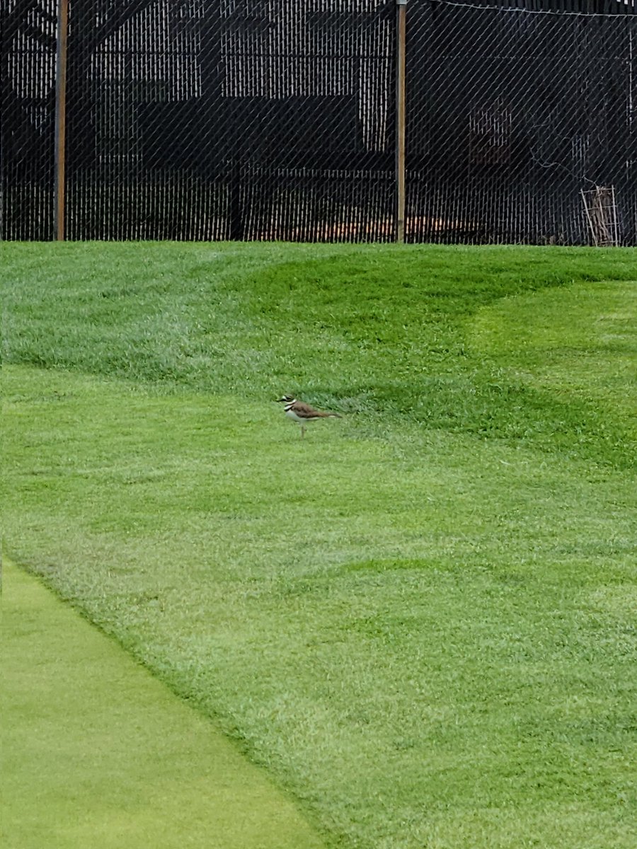 Random question, does anyone know what kind of bird this is? Not the best pics, but it flew away as I tried to get closer when I was golfing in Skokie today. Definitely seen one before, but can't recall name. cc: @robertloerzel @yorickgarcia