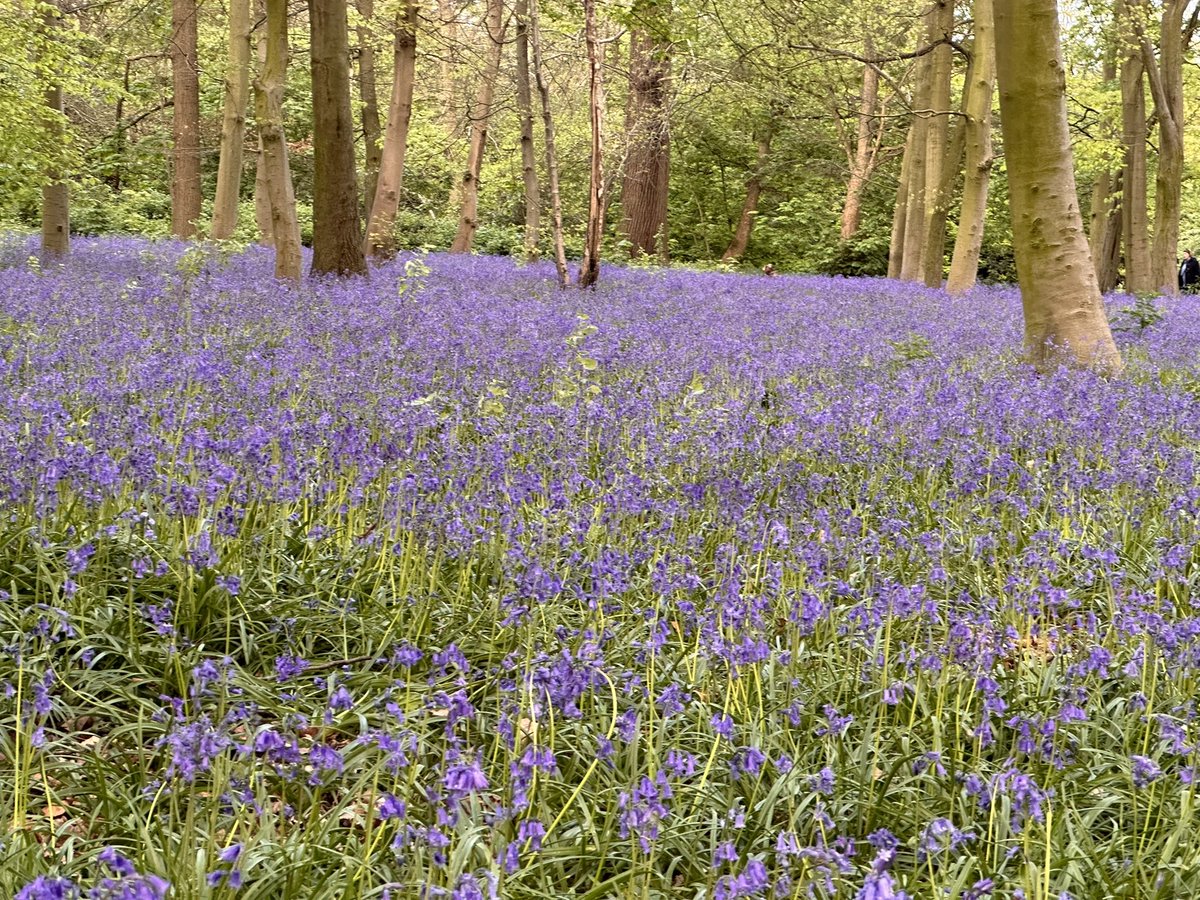 The last weekend of glorious bluebells in Epping Forest. Makes my heart happy.