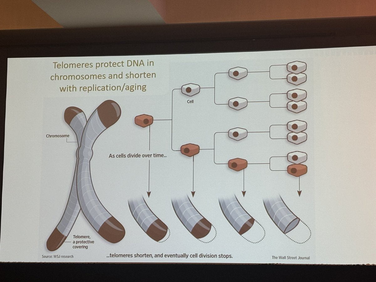 madanatyazan's tweet photo. #MichaelSavona presents a captivating talk on the role of Imetelstat in MDSsm @_MDEducation! US focus Meeting. New promising agent, enlightening talk.  #innovative!! 🎊🎊@VUMCHemOnc @VUMC_Cancer 👏👏 New Hope for LR-MDS. https://t.co/padcmSDy3C