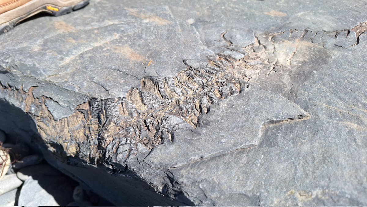 Anyone know what this is? I think it might be a fossil but I'm sadly ignorant when it comes to matters palaeontological. Found just above the beach between Tywyn & Aberdyfi.