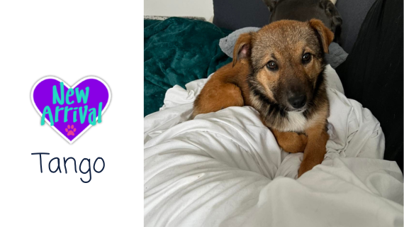 New arrival #Collie Tango almosthome.dog #NorthWales #RescueDog #dogrescue