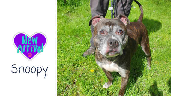 New arrival #Staffie Snoopy almosthome.dog #NorthWales #RescueDog #dogrescue