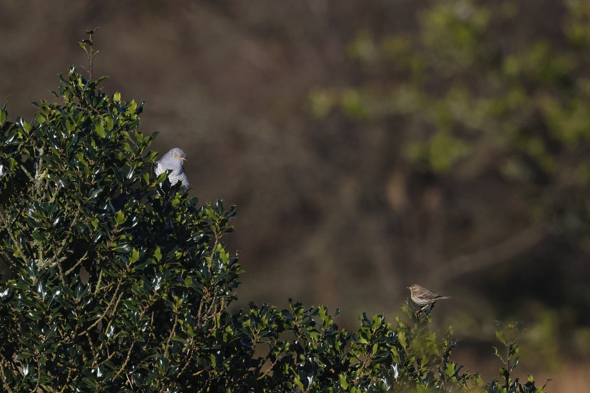 Cuckoo and Pipit from an extraordinary day on @dartmoornpa